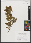 Foto von Salix appendiculata Vill.
